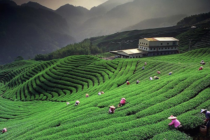 Darjeeling, India  Tea Garden